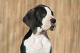 DOGUE ALLEMAND 620